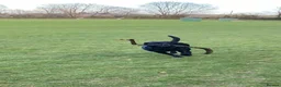 Labrador Retriever dogs for stud: Black Labrador Stud - Shadow/Proven in Ivybridge - Advert 4