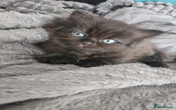 Persian cats for sale: Persian kittens for sale - Image 27