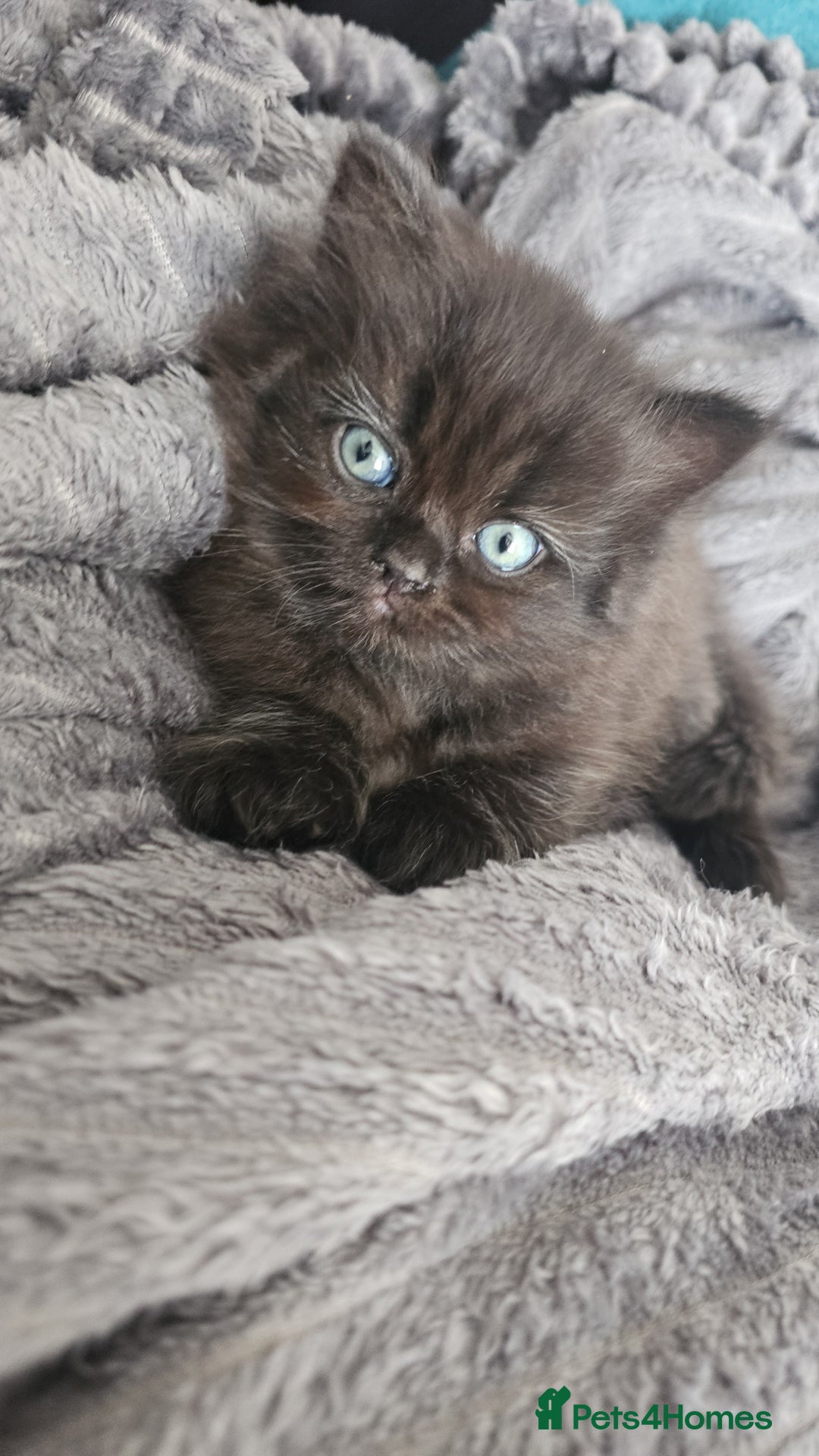Persian cats for sale: Persian kittens for sale - Image 27