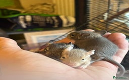 Degus rodents for sale: Baby Degus looking for loving homes - Image 4
