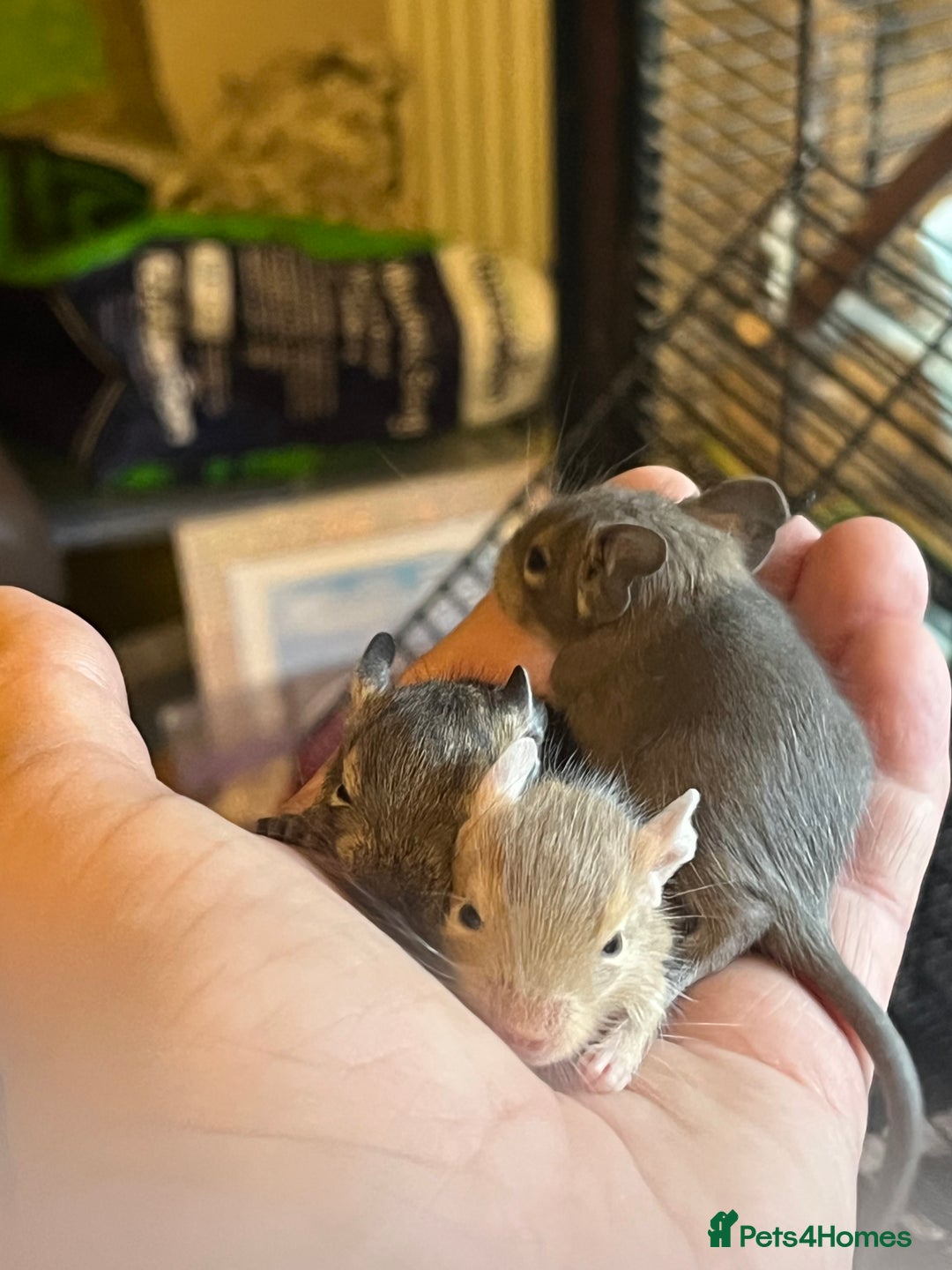 Degus rodents for sale: Baby Degus looking for loving homes - Image 4