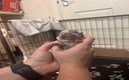 French Bulldog dogs for sale: Two gorgeous French bulldog males  - Advert 10