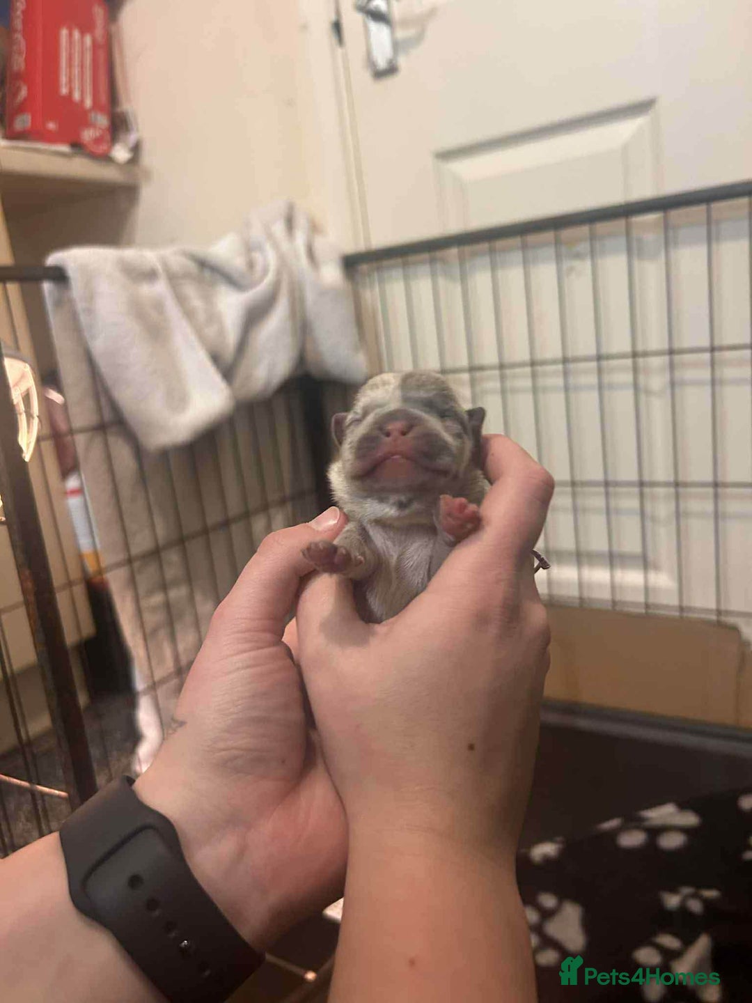 French Bulldog dogs for sale: Two gorgeous French bulldog males  - Advert 10