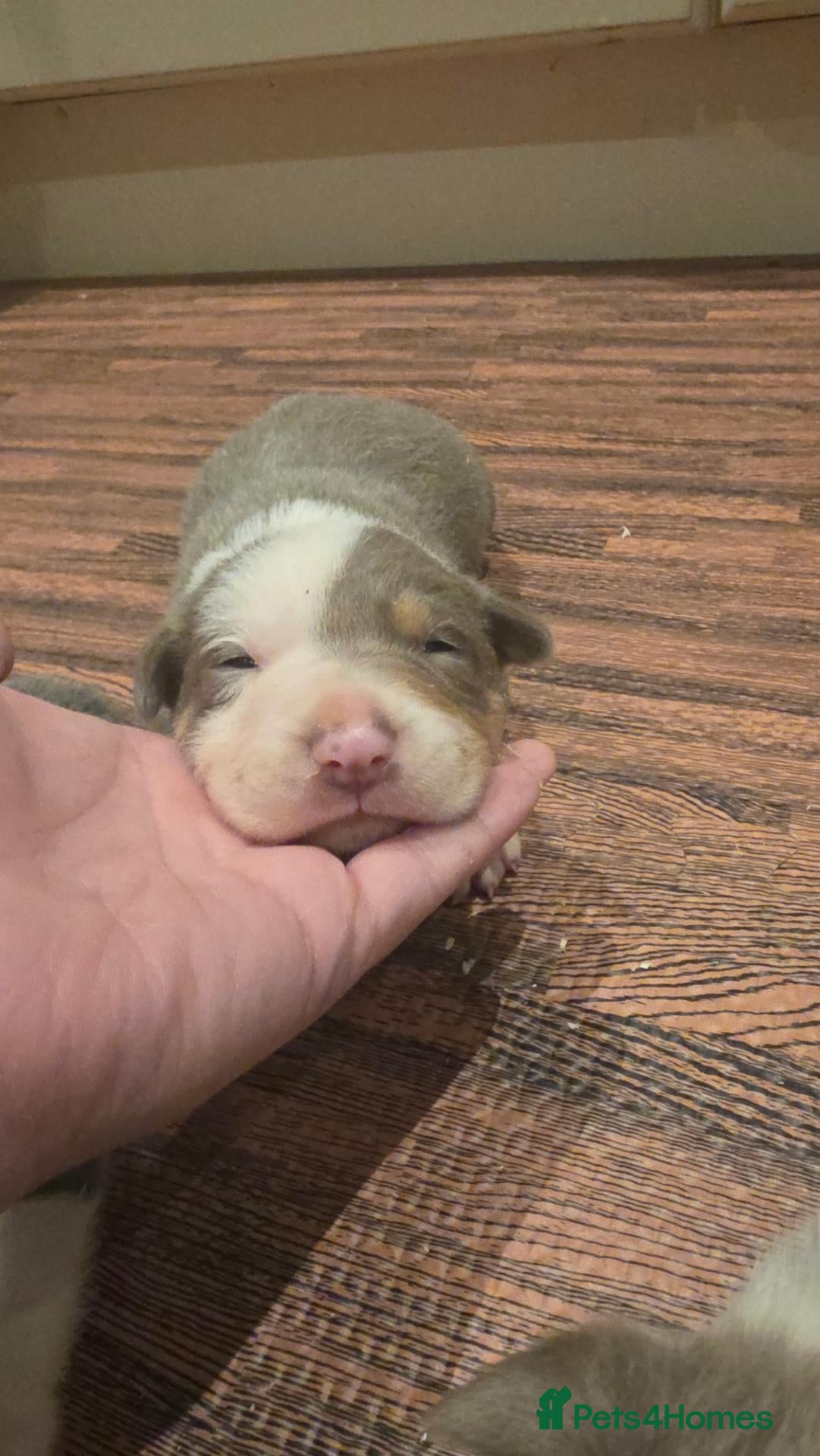 Border Collie dogs DNA tested ISDS Parents Lilac & Blue Puppies - Advert 2