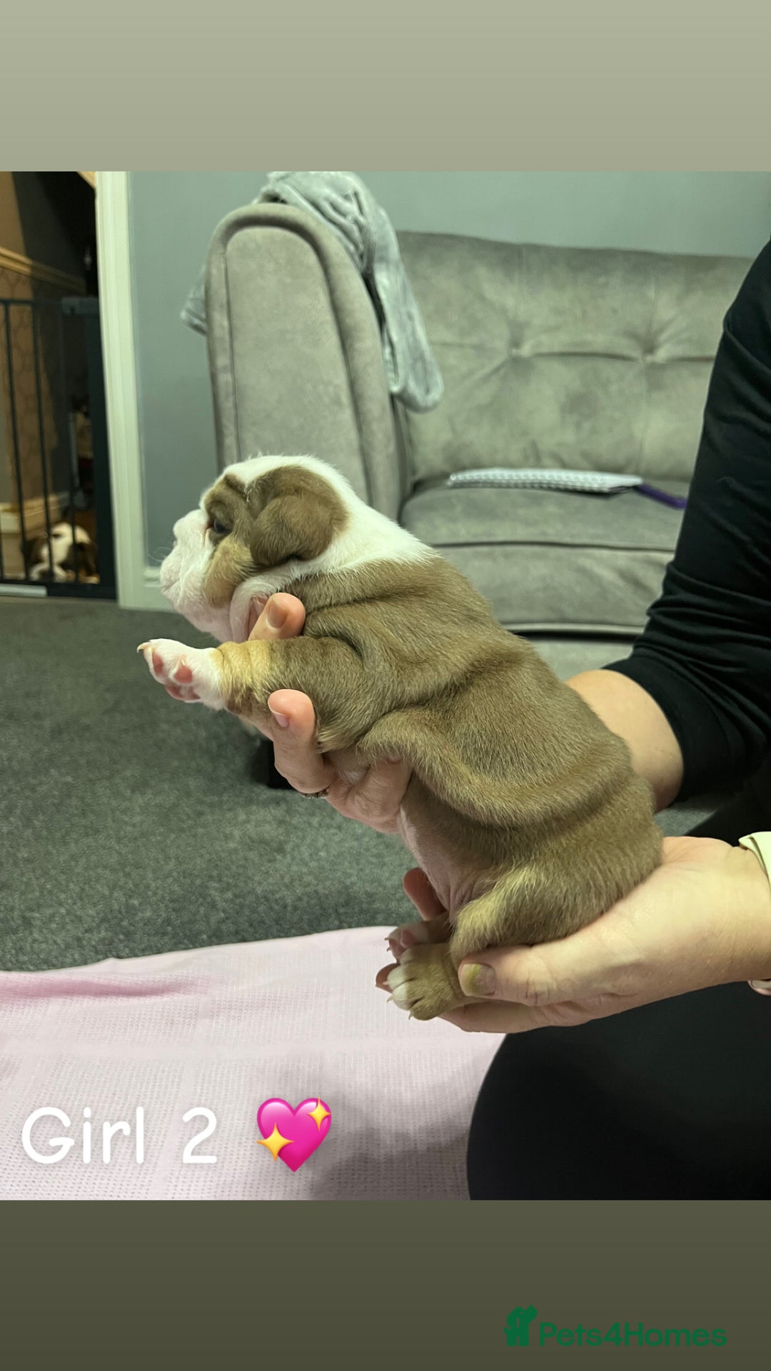 English Bulldog dogs for sale: 🐶 KC Registered English Bulldog Puppies 🐶 - Image 20