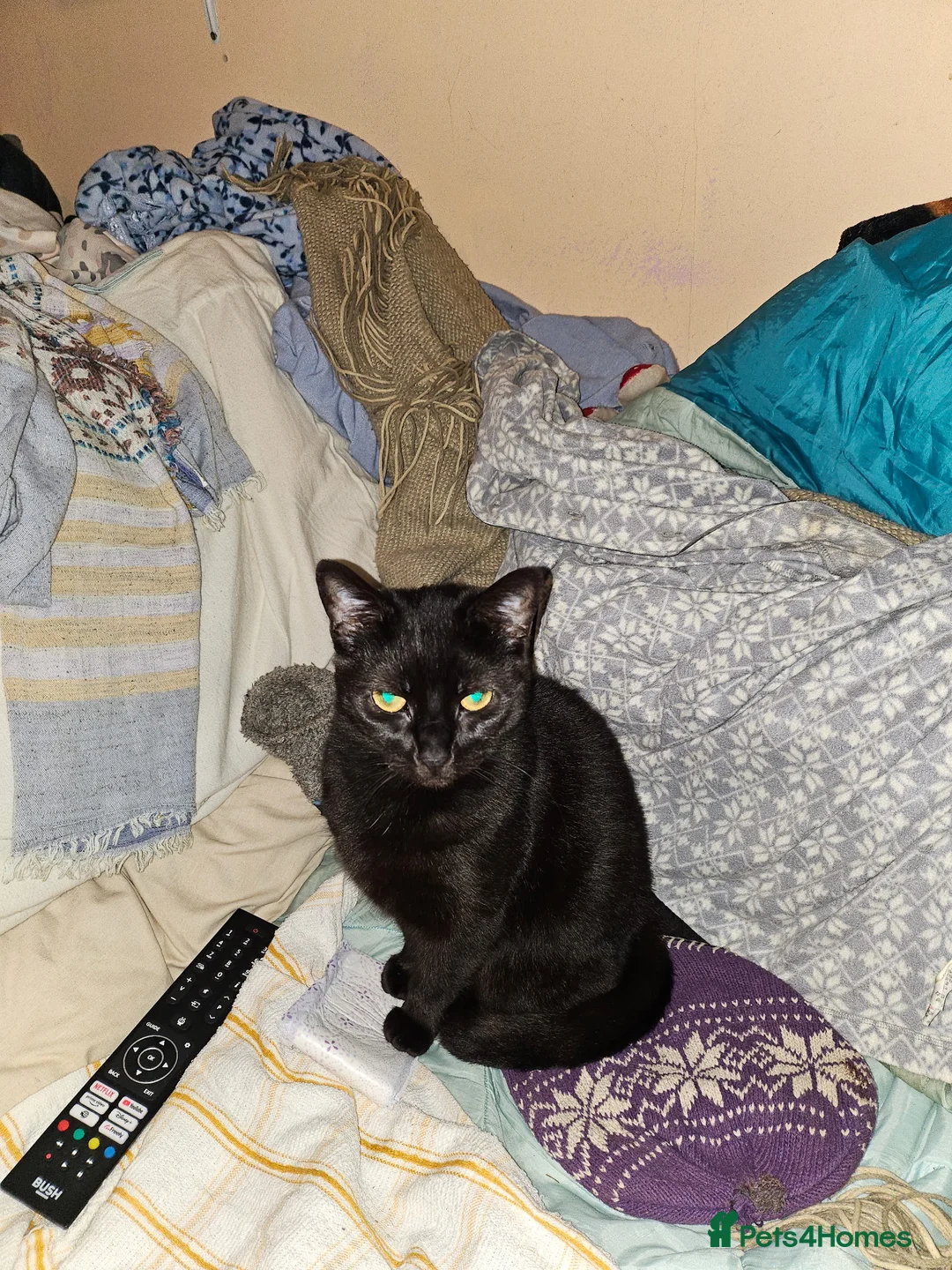 Mixed Breed cats for sale: 2 adult female cats and 1 male kitten in Maidenhead - Advert 12