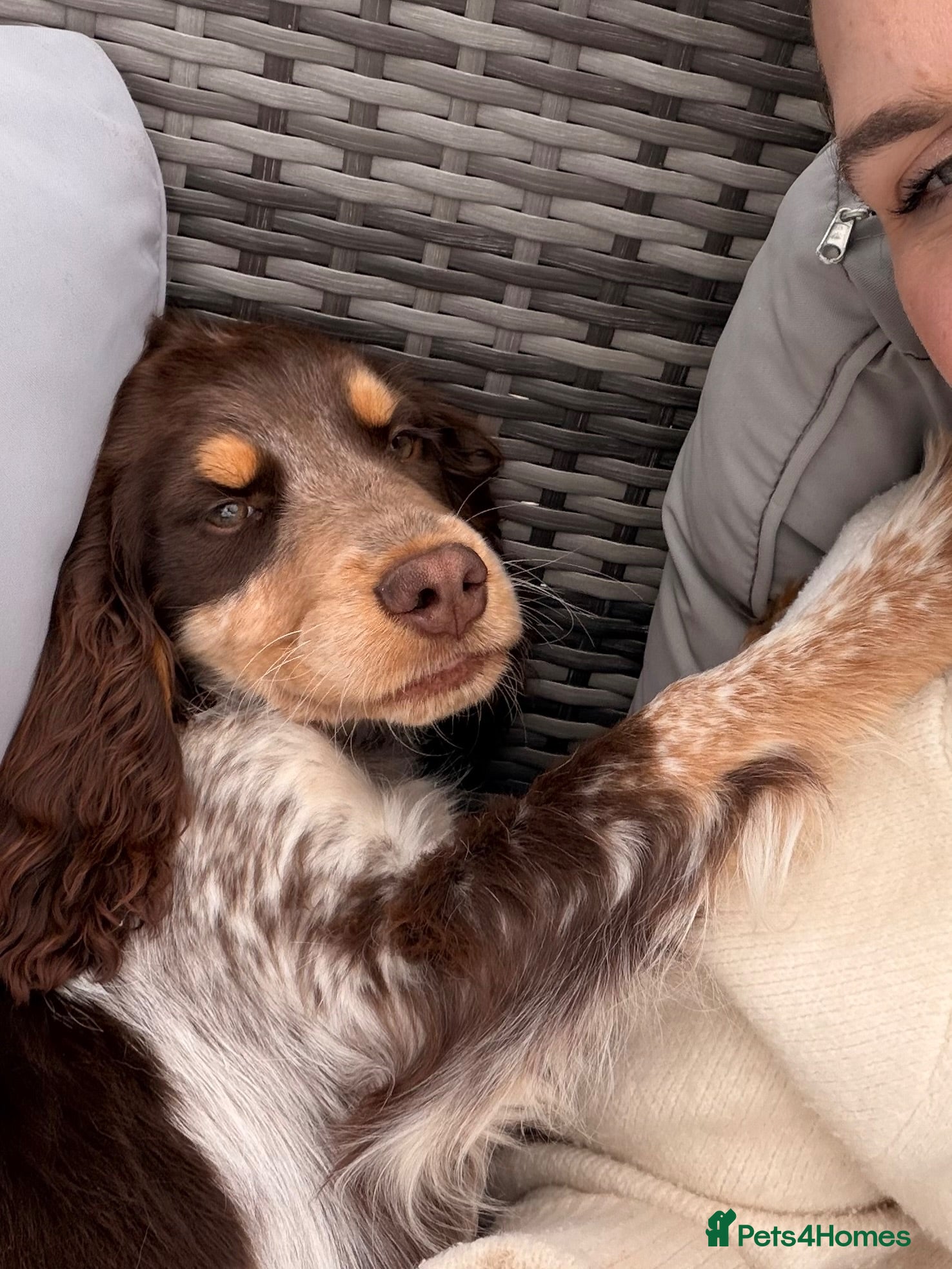 Sprocker dogs REHOME Cocker/ Springer spaniel girl (5 months) - Advert 8