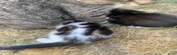 Mixed Breed cats for sale: Gorgeous Tabby Kittens - 3 Left - Advert 6