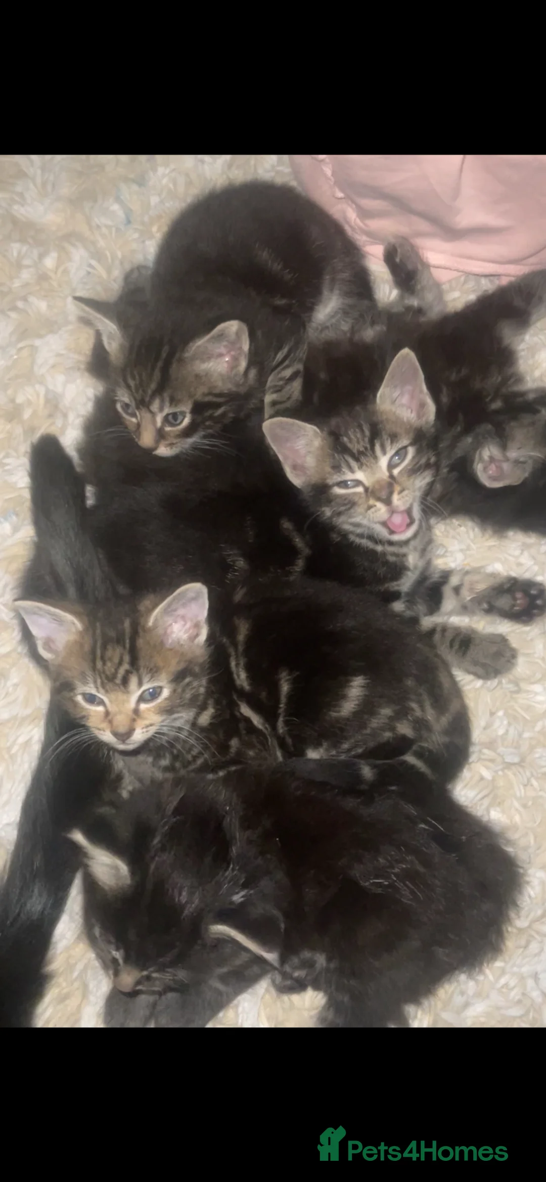 Mixed Breed cats for sale: Kittens for sales  in Tunbridge Wells - Advert 1