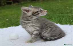 Savannah cats for sale: Stunning Savannahx Maine coons - Image 2
