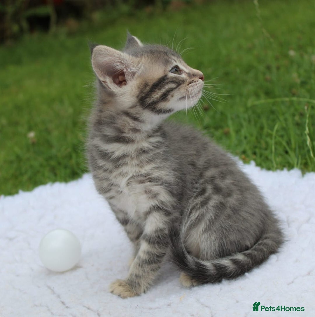 Savannah cats for sale: Stunning Savannahx Maine coons - Image 2