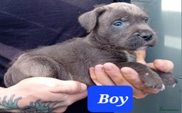 Mixed Breed dogs for sale: Bull wheaten pups available ready to go - Image 6