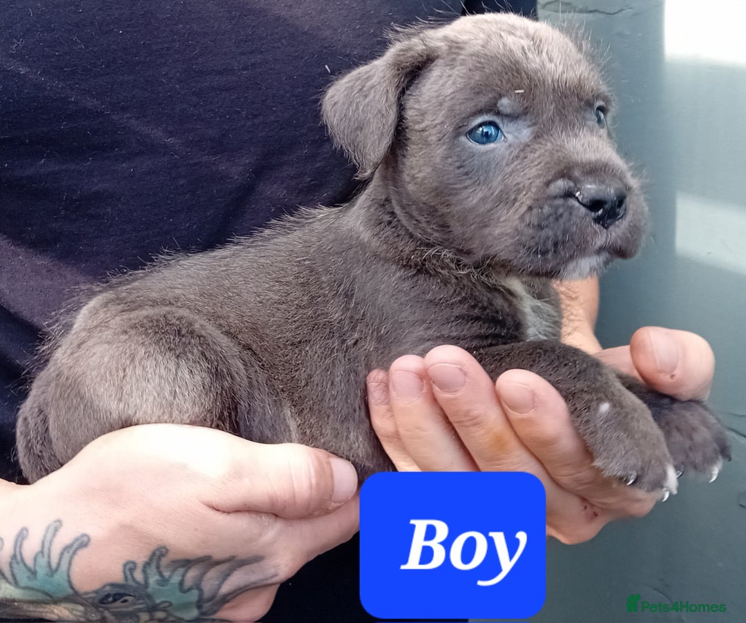 Mixed Breed dogs for sale: Bull wheaten pups available ready to go - Image 6