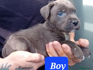 Mixed Breed dogs - Advert 4