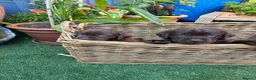 Labrador Retriever dogs for sale: Beautiful chocolate labrador puppies  in Fareham - Advert 3