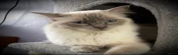 Ragdoll cats for sale: Ragdoll sisters - Advert 5