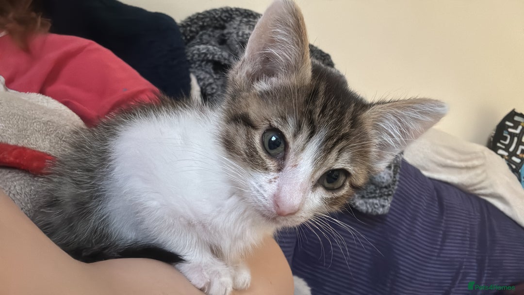 Mixed Breed cats for sale: Two beautiful ladies 💜 - Image 5