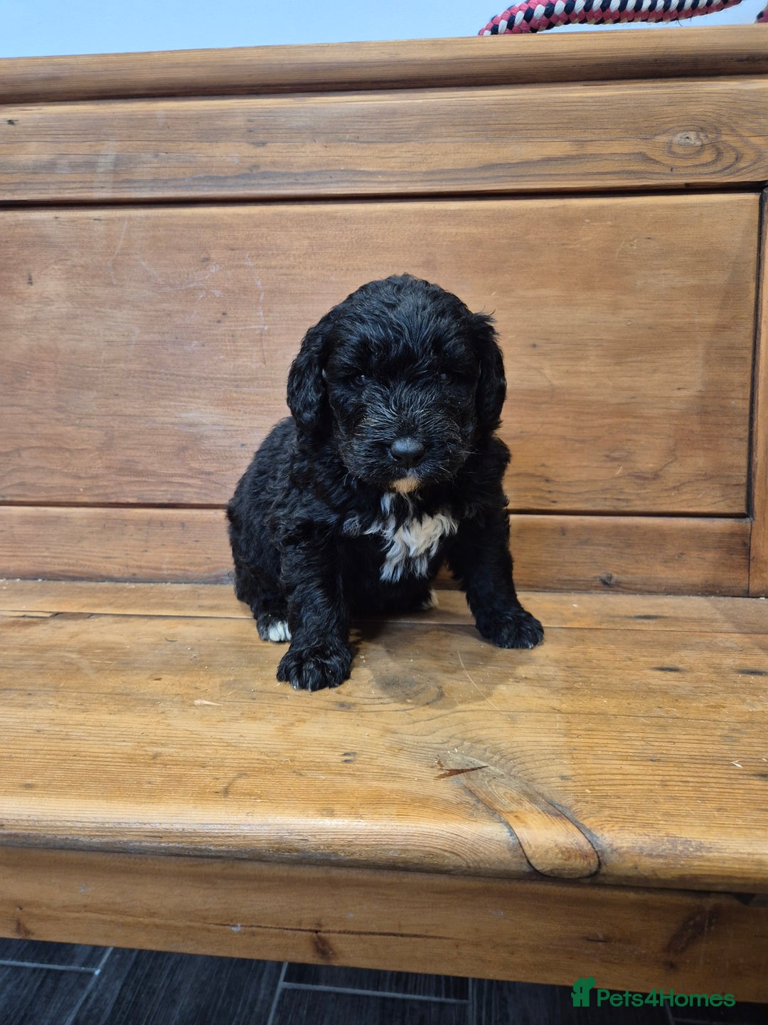 Bernedoodle dogs for sale: F1 Bernedoodle - Image 2