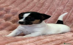 Jack Russell dogs for sale: Quality litter of beautiful Jack Russell puppies  - Image 8