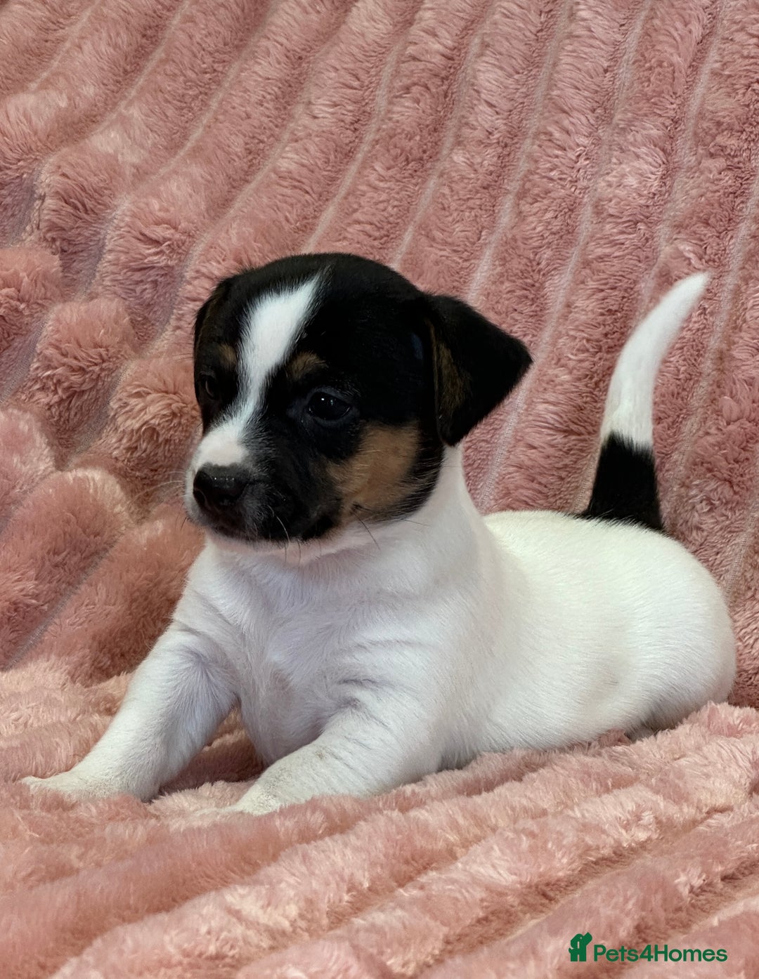 Jack Russell dogs for sale: Quality litter of beautiful Jack Russell puppies  - Image 8