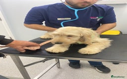 Cockapoo dogs for sale: Beautiful cockadoodle female puppy  - Image 13