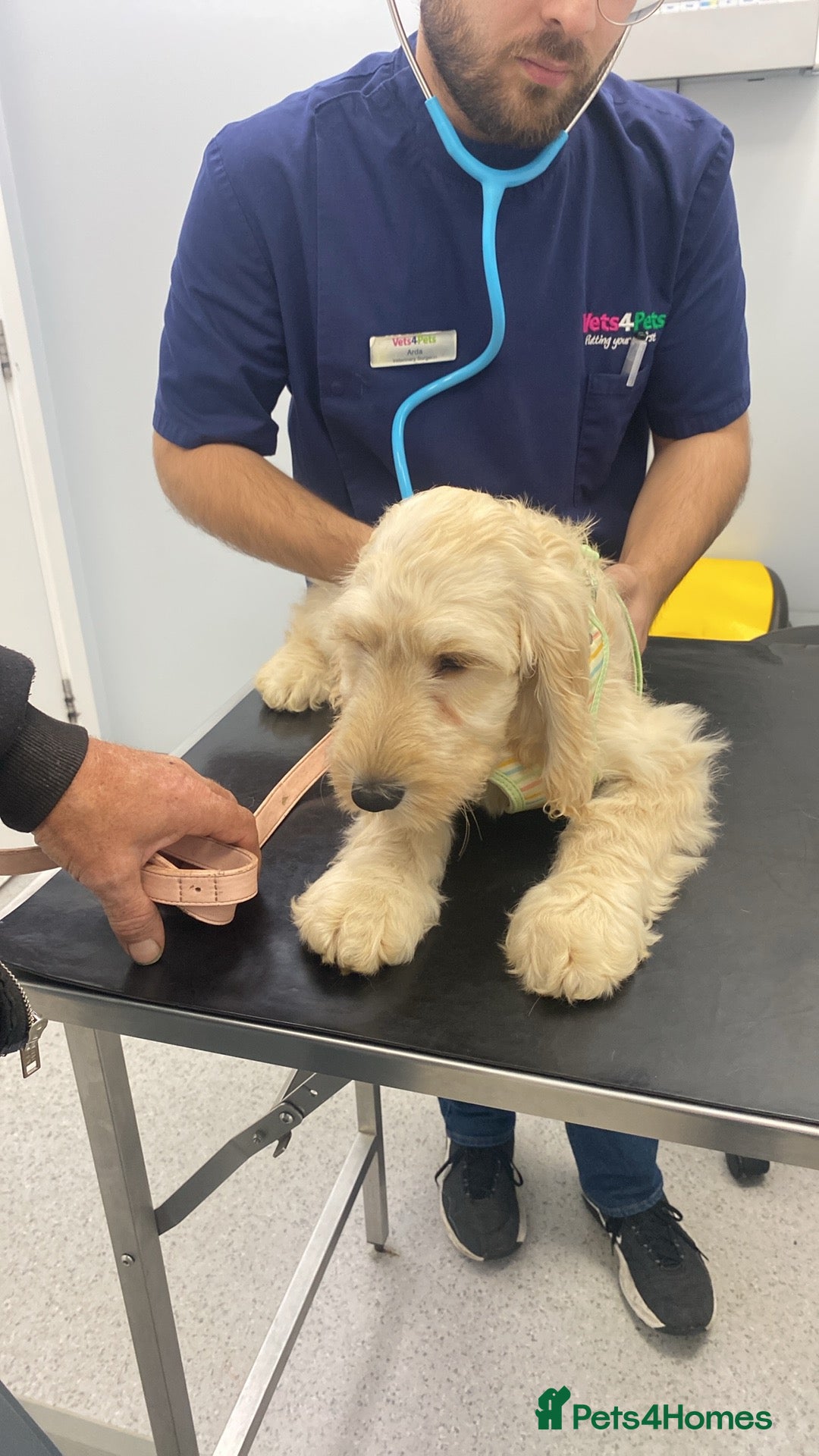 Cockapoo dogs for sale: Beautiful cockadoodle female puppy  - Image 13