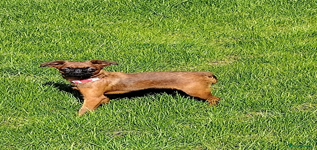 Gallery Image {{count}}