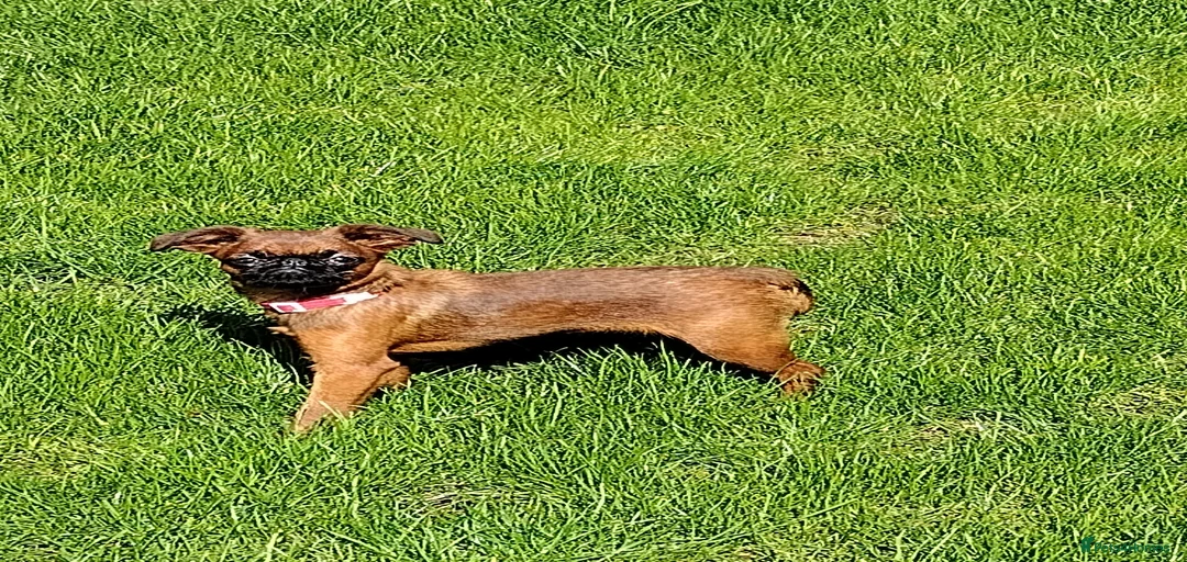 Gallery Image {{count}}