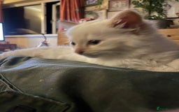 Norwegian Forest Cat cats for sale: Gorgeous Norwegian Forest Mix - Image 8