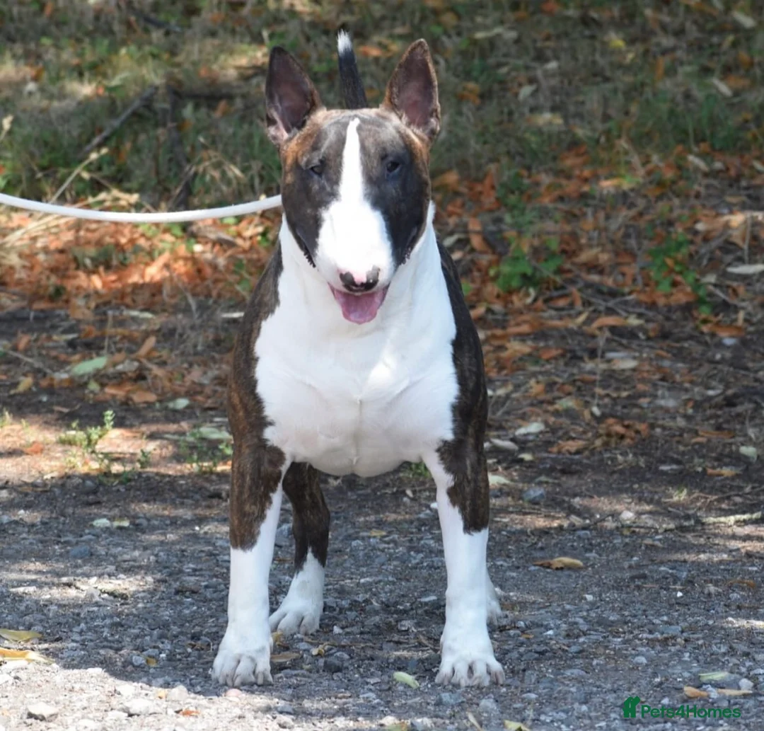 English Bull Terrier dogs for sale: Bull Terrier - Advert 5