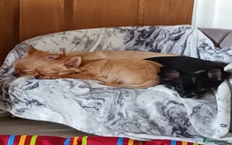 Chihuahua dogs for sale: Stunning Baby looking for his forever 5* homes - Image 14