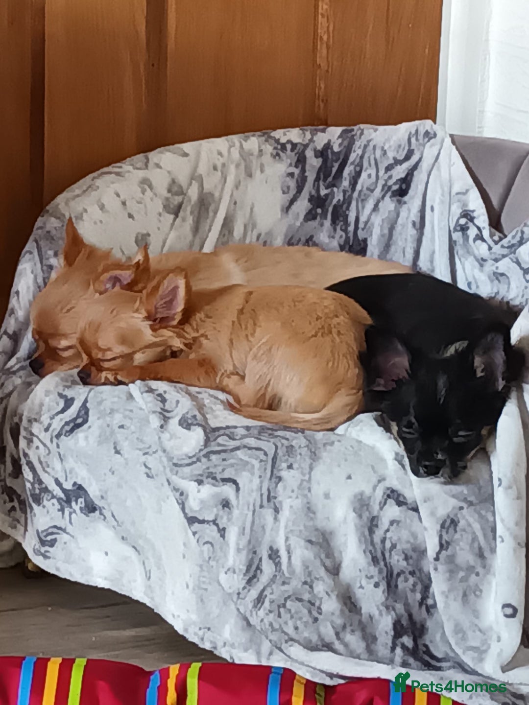 Chihuahua dogs for sale: Stunning Baby looking for his forever 5* homes - Image 14