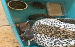 Chinchilla rabbits for sale: Chinchillas  - Image 6