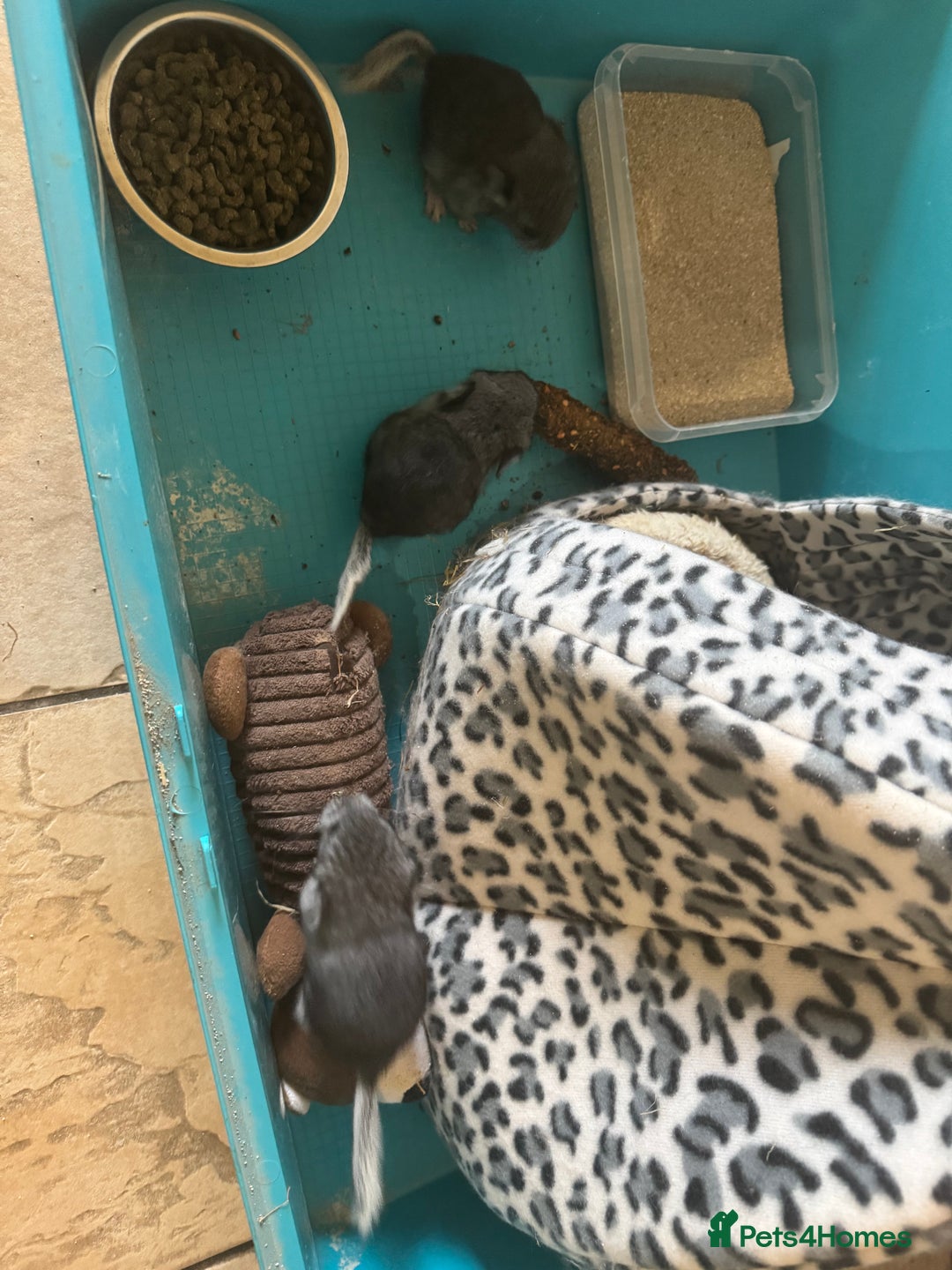 Chinchilla rabbits for sale: Chinchillas  - Image 6