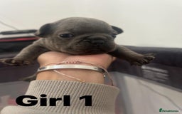 French Bulldog dogs for sale: French Bulldog Pups for sale - Image 6