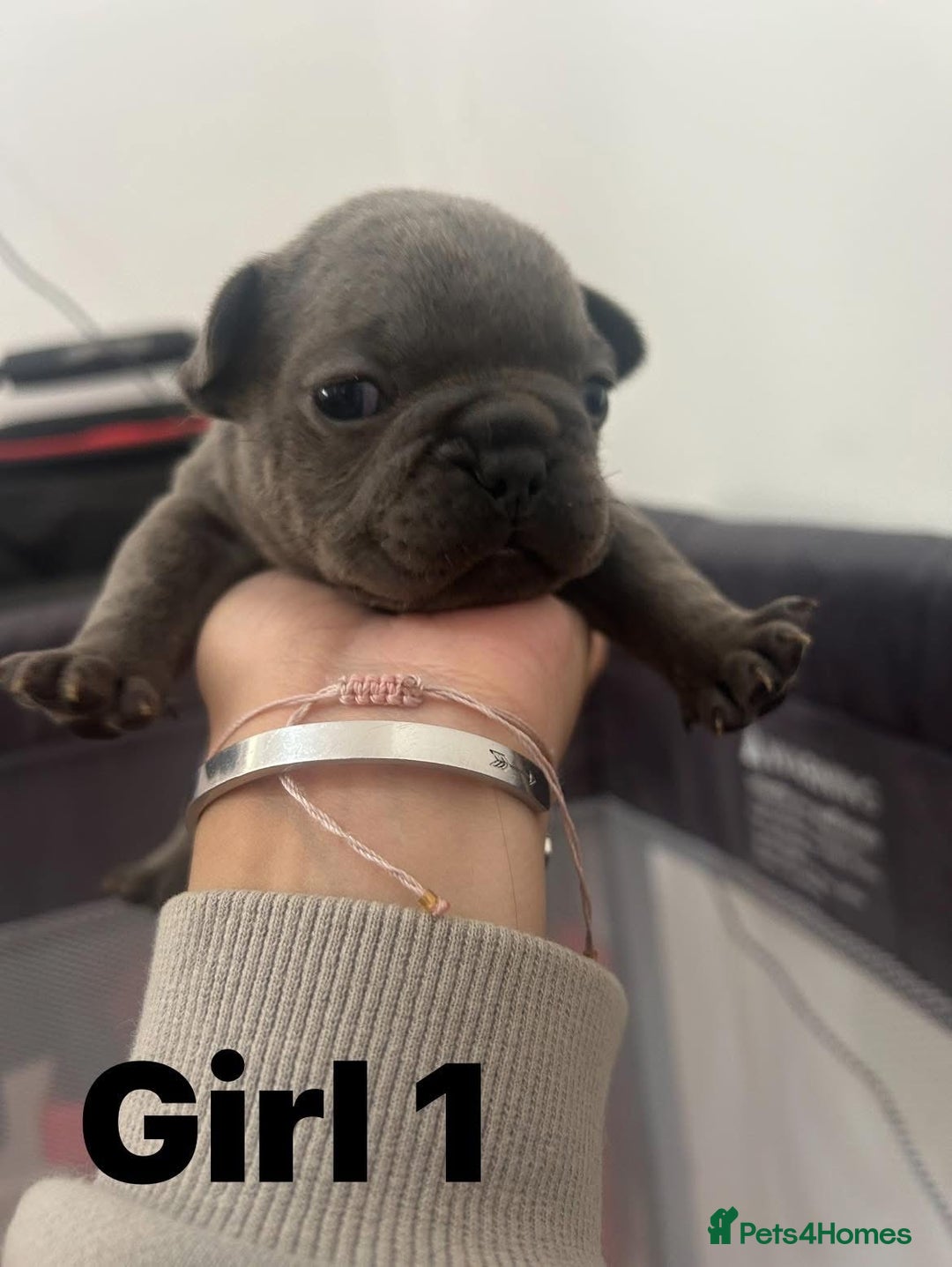 French Bulldog dogs for sale: French Bulldog Pups for sale - Image 6