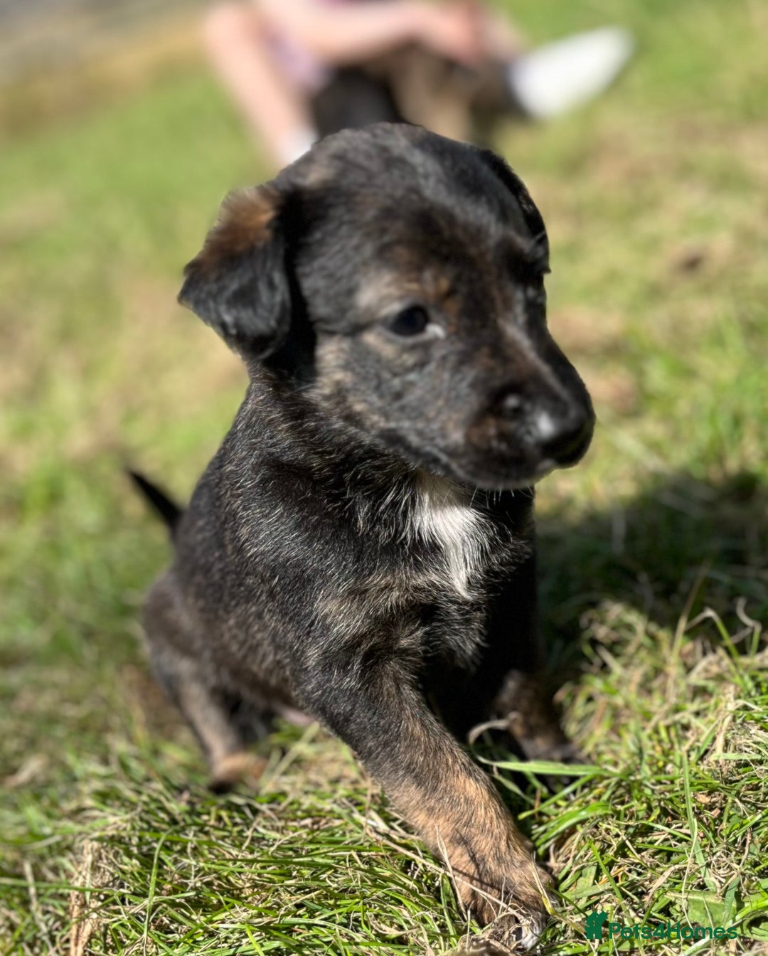 Mixed Breed dogs for sale: Lurcher cross collie pups - Image 7