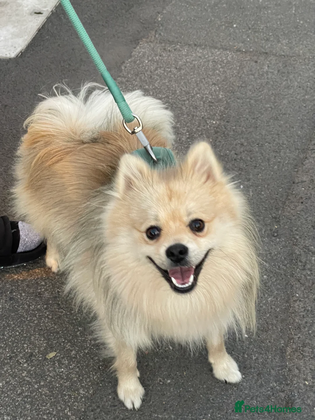 Pomeranian dogs for stud: Pure-Bred Pomeranian Male, FOR STUD - Advert 2