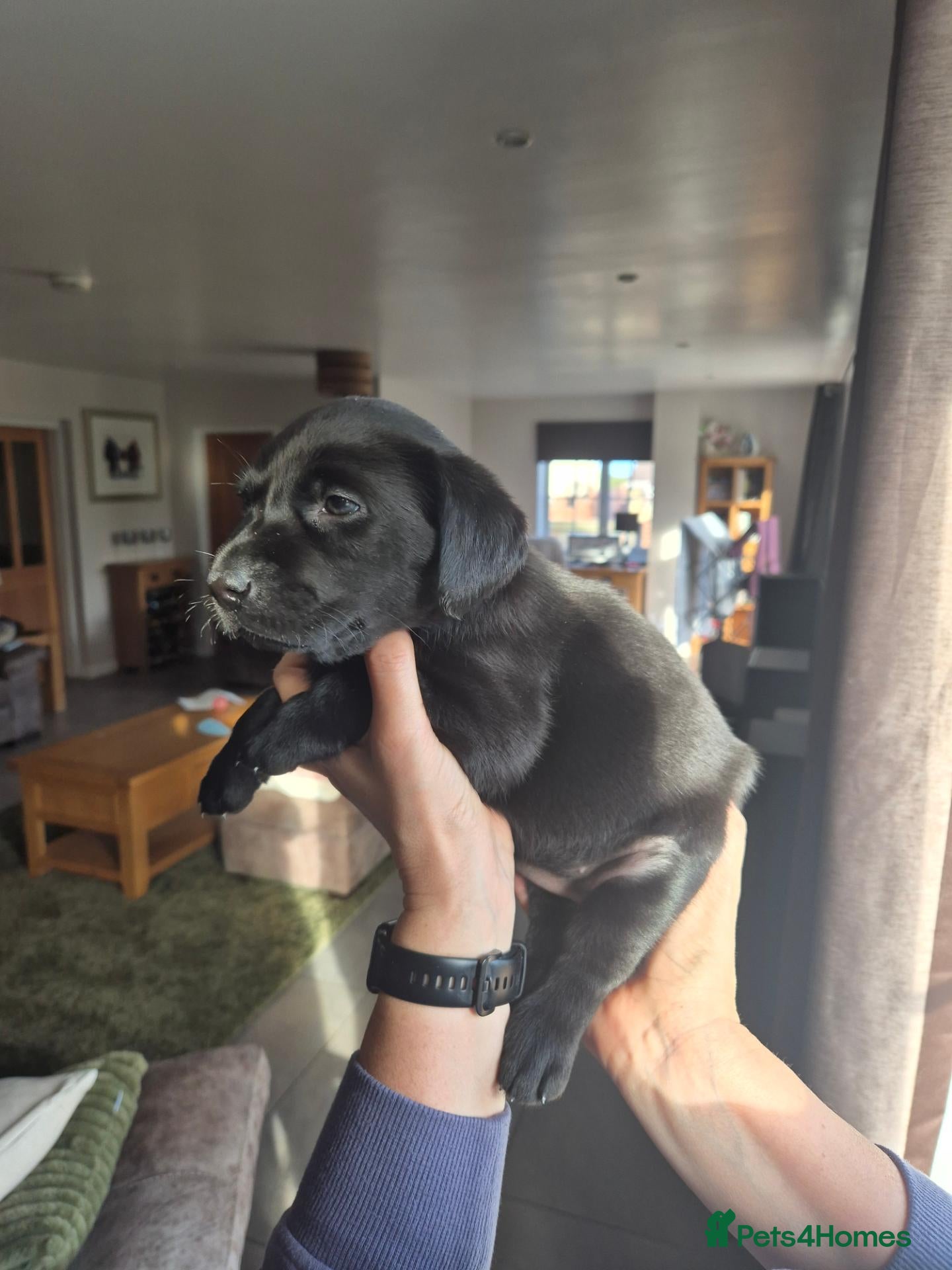 Labrador Retriever dogs Chunky labrador puppies for sale - Advert 2