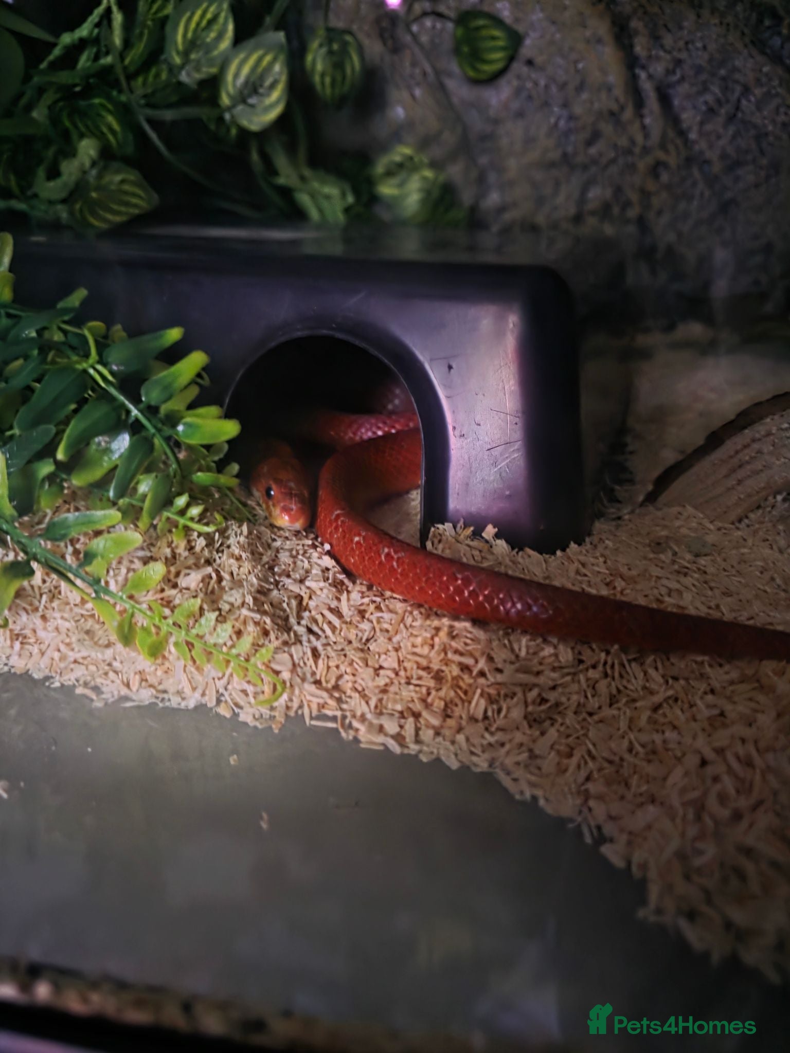 Corn Snake reptiles Cornsnake Ruby. Approximately 4years old. - Advert 1