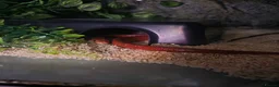Corn Snake reptiles for sale: Cornsnake Ruby. Approximately 4years old. in Cradley Heath - Advert 1