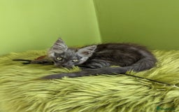 Maine Coon cats for sale: Beautiful Pedigree Maine Coon Kittens  - Image 8