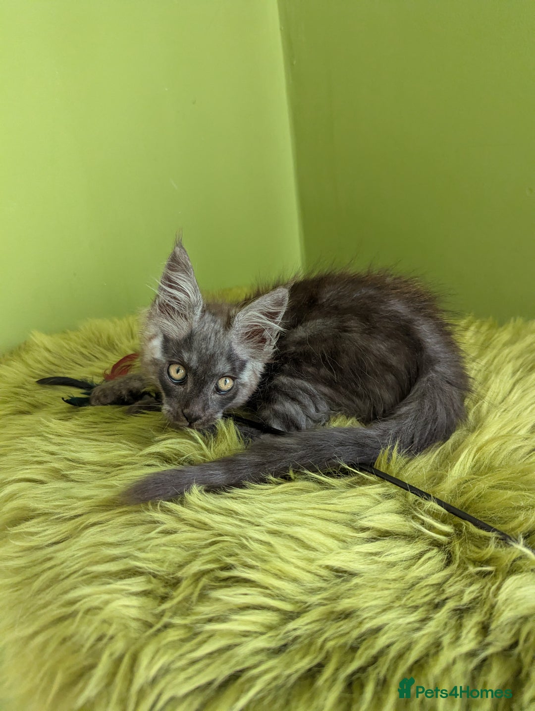 Maine Coon cats for sale: Beautiful Pedigree Maine Coon Kittens  - Image 8