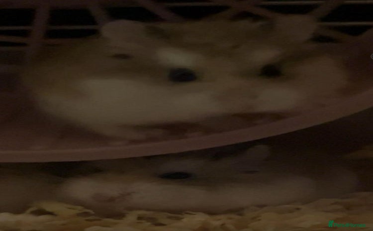 Hamster rodents - Advert 2