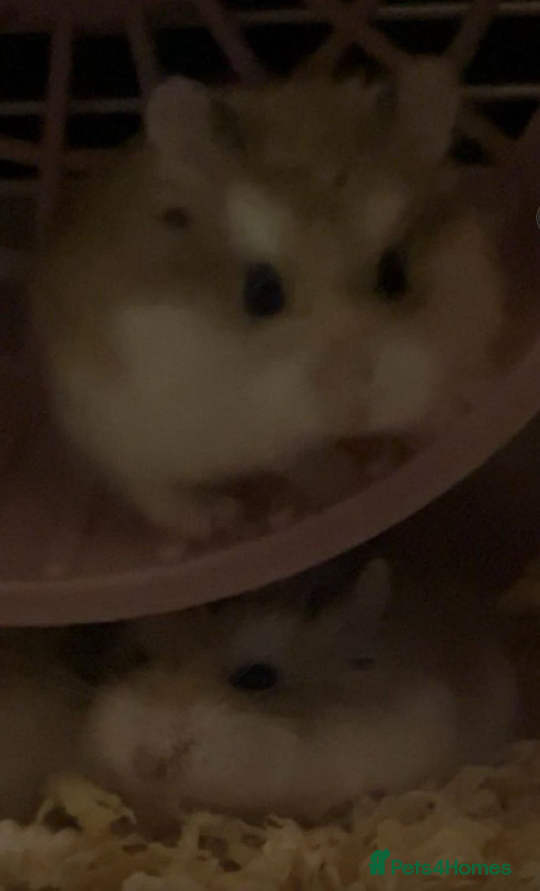 Hamster rodents for sale: 2 Roborovski Hamsters 1 Dwarf  - Image 1