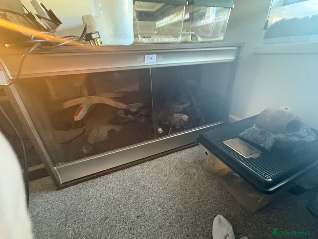 Leopard Gecko reptiles for sale: Leopard gecko with full setup  - Image 2