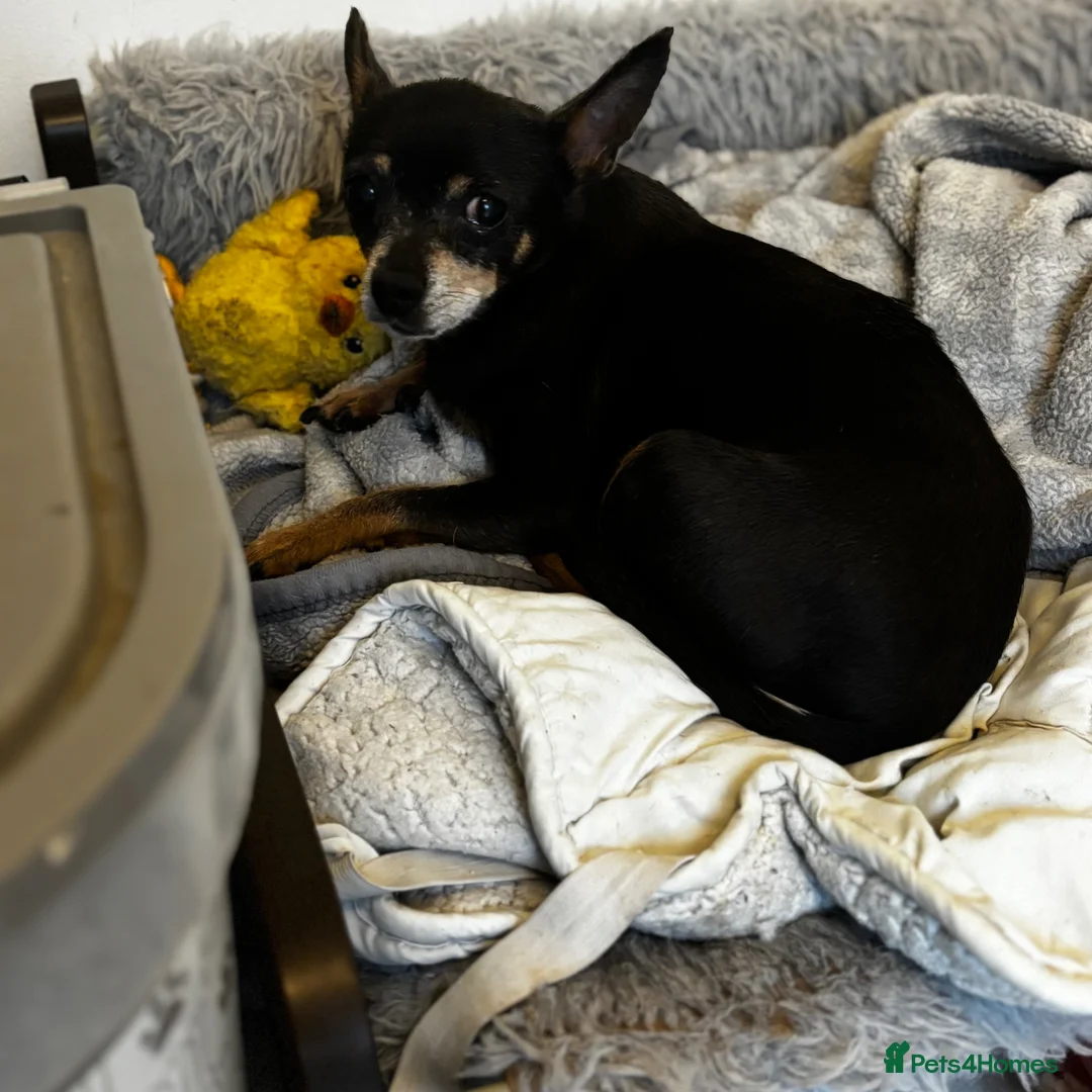 Chihuahua dogs for sale: Chihuahua Pair Looking for a Quiet, Loving Home 🐾 in Colchester - Advert 2