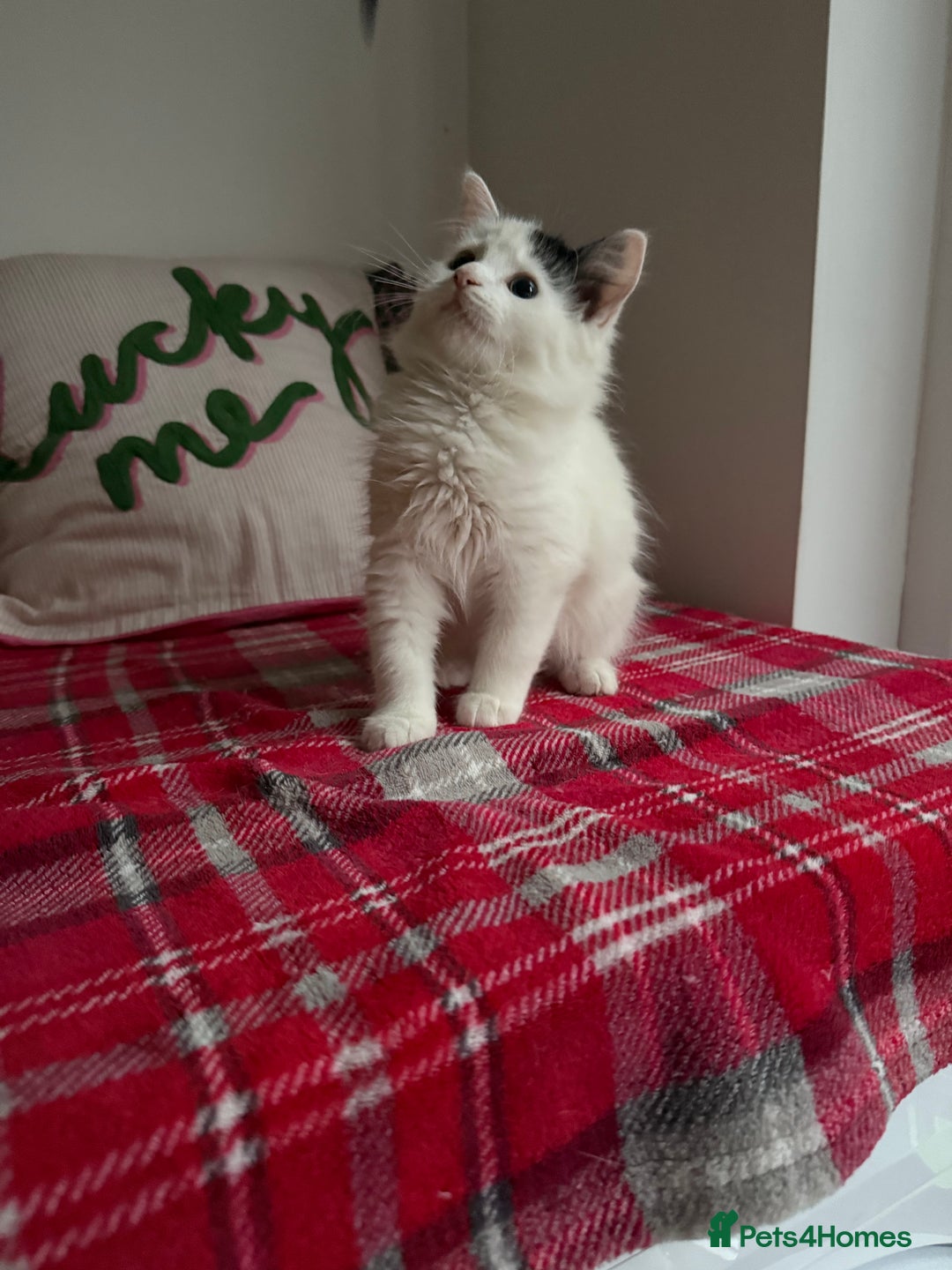 Mixed Breed cats for sale: 2 Adorable Fluffy Kittens  - Image 5