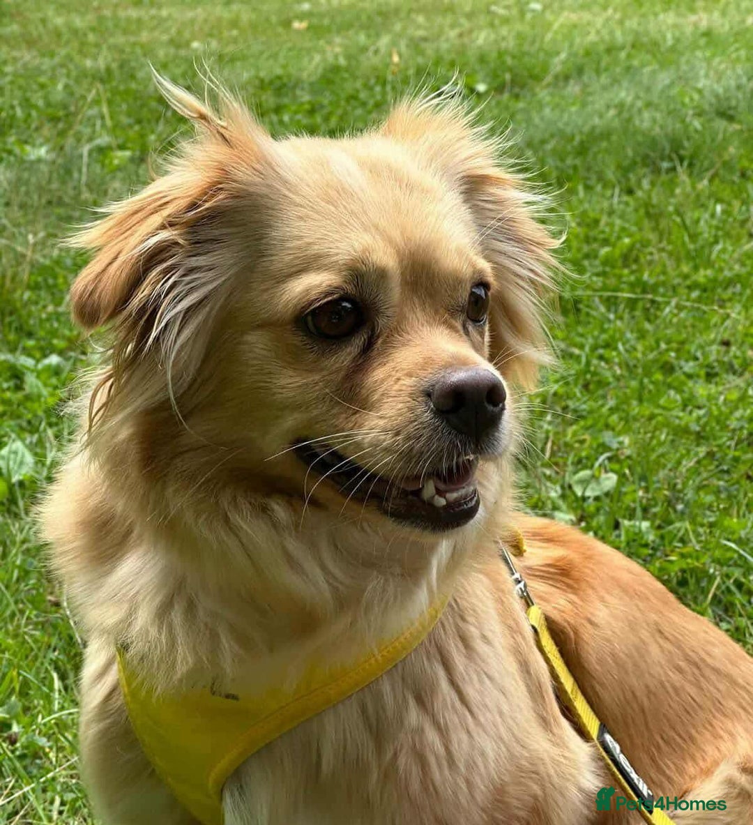 Mixed Breed dogs for adoption: Relaxed Robyn - Image 1
