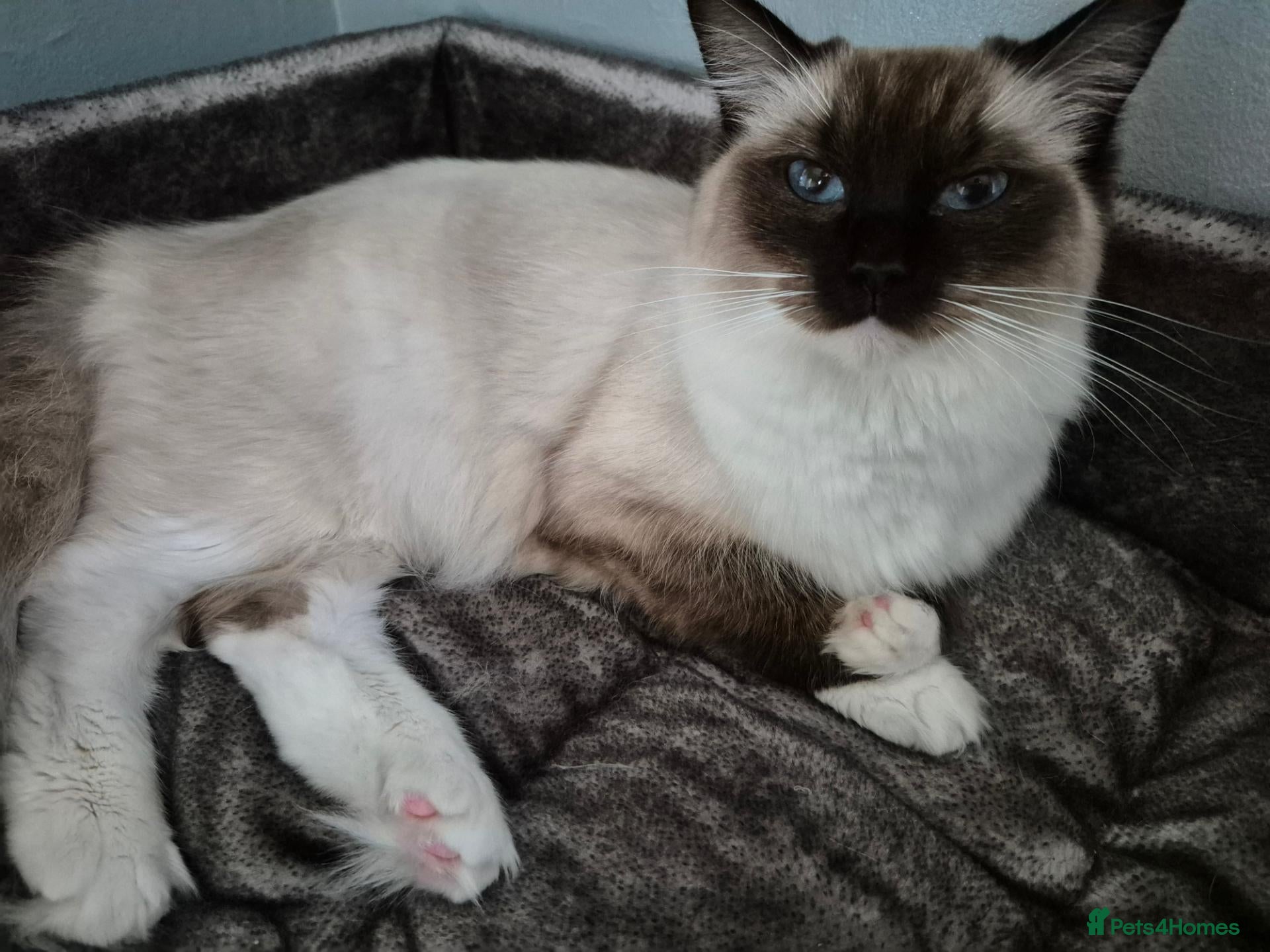 Ragdoll cats Beautiful TICA registered Ragdoll - Advert 4